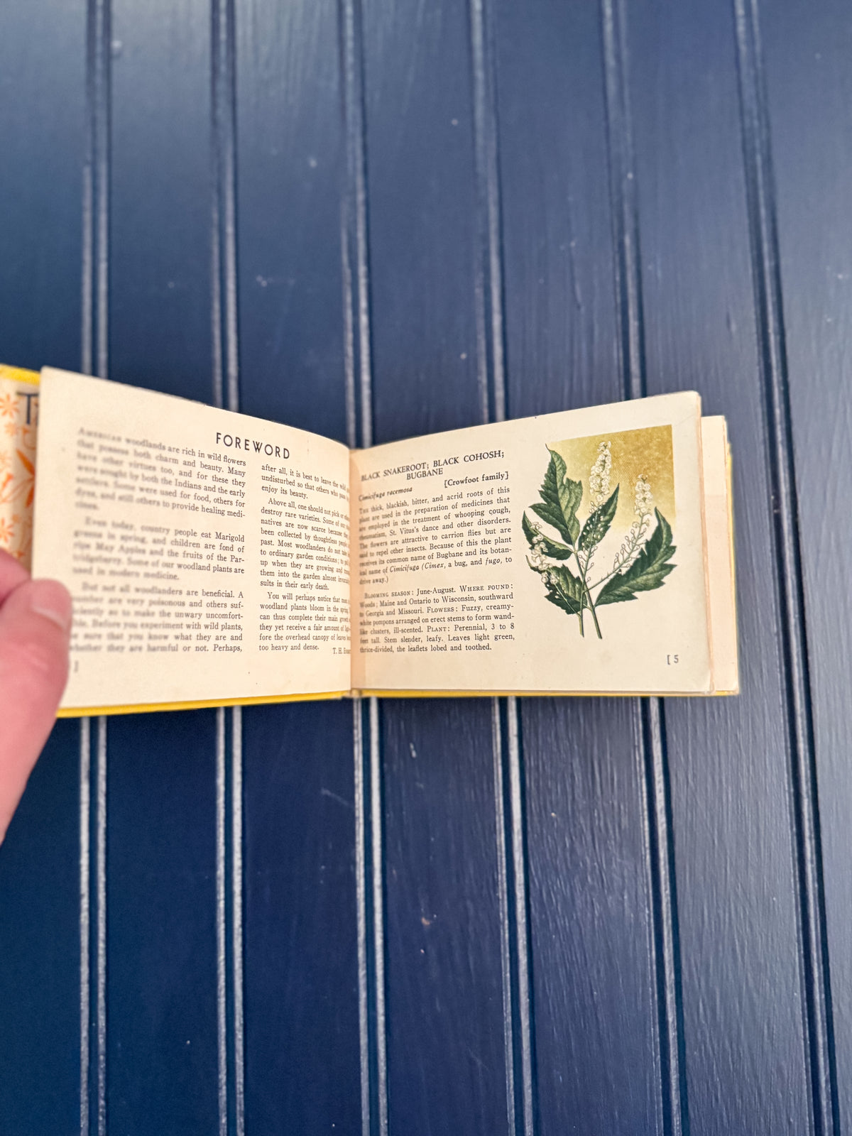 Vintage Woodland Flowers Pocket Field Guide | T.H. Everett