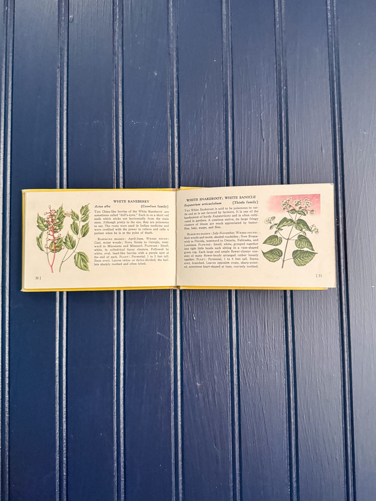 Vintage Woodland Flowers Pocket Field Guide | T.H. Everett