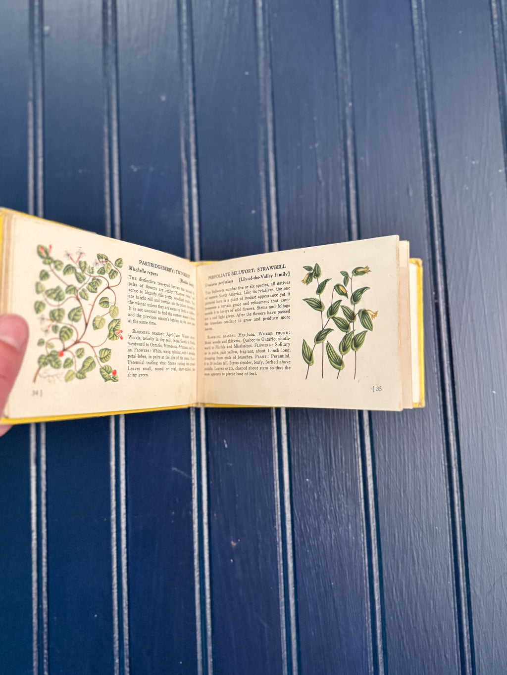 Vintage Woodland Flowers Pocket Field Guide | T.H. Everett