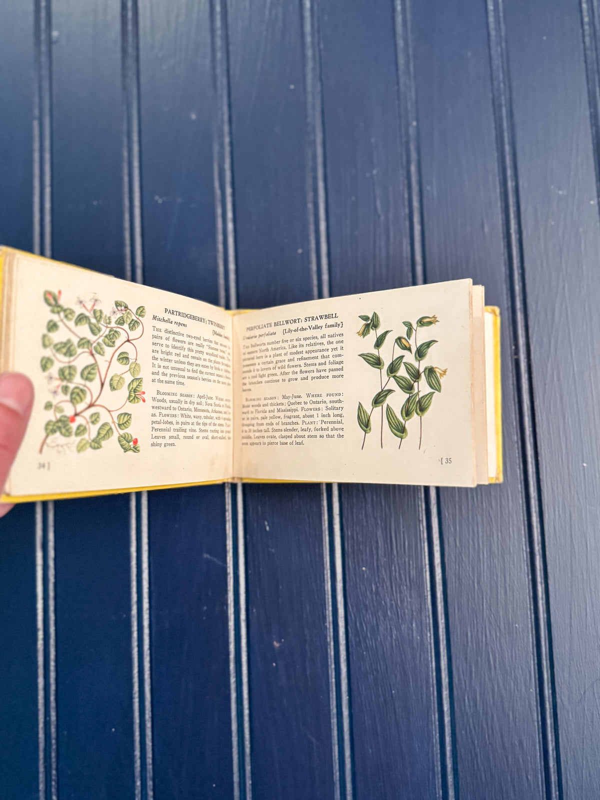 Vintage Woodland Flowers Pocket Field Guide | T.H. Everett