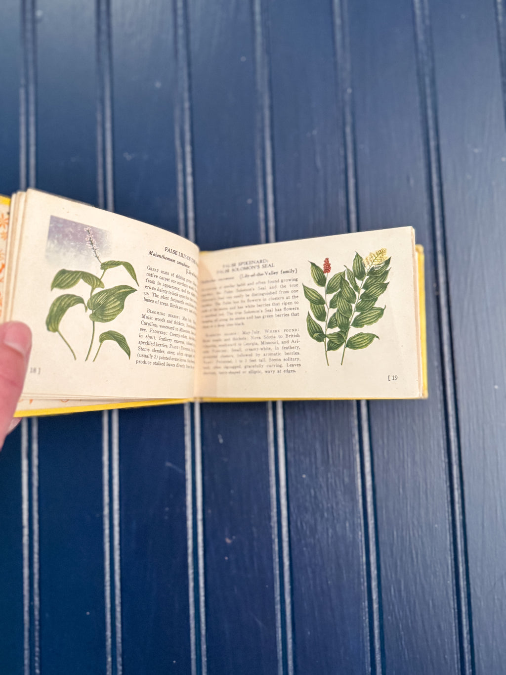 Vintage Woodland Flowers Pocket Field Guide | T.H. Everett