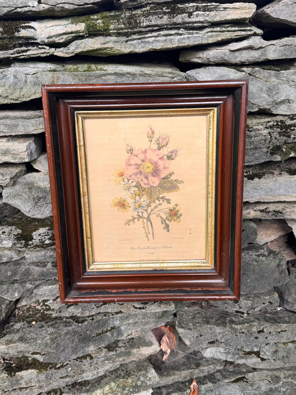 Antique Hand-Colored French Botanical Print | Rose d’Amour et Souci de la Vigne | Framed Floral Study