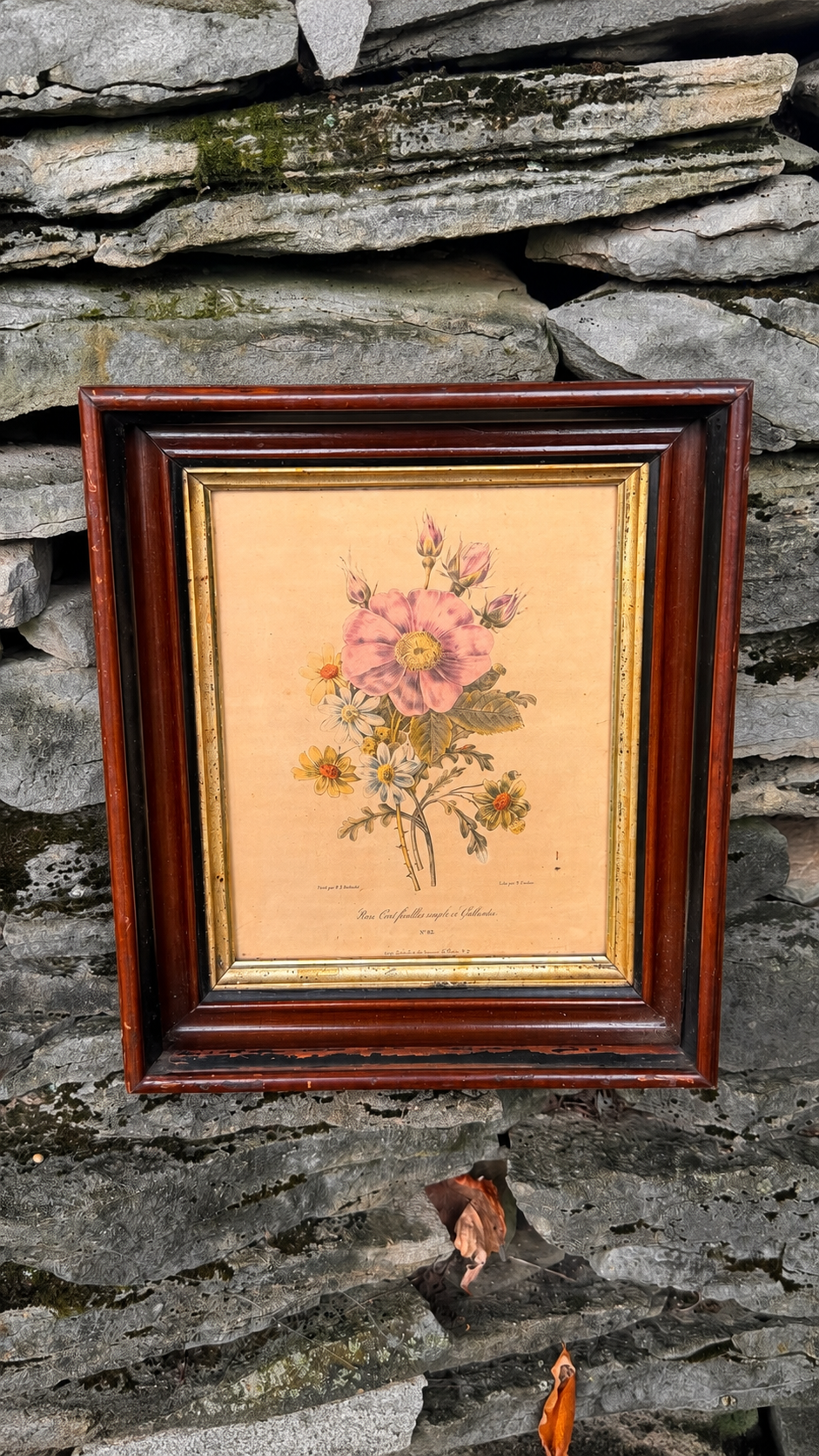 Antique Framed Pierre-Joseph Redouté Botanical Print | Rose Cent Feuilles Simple et Gaillardia | Hand-Colored French Lithograph