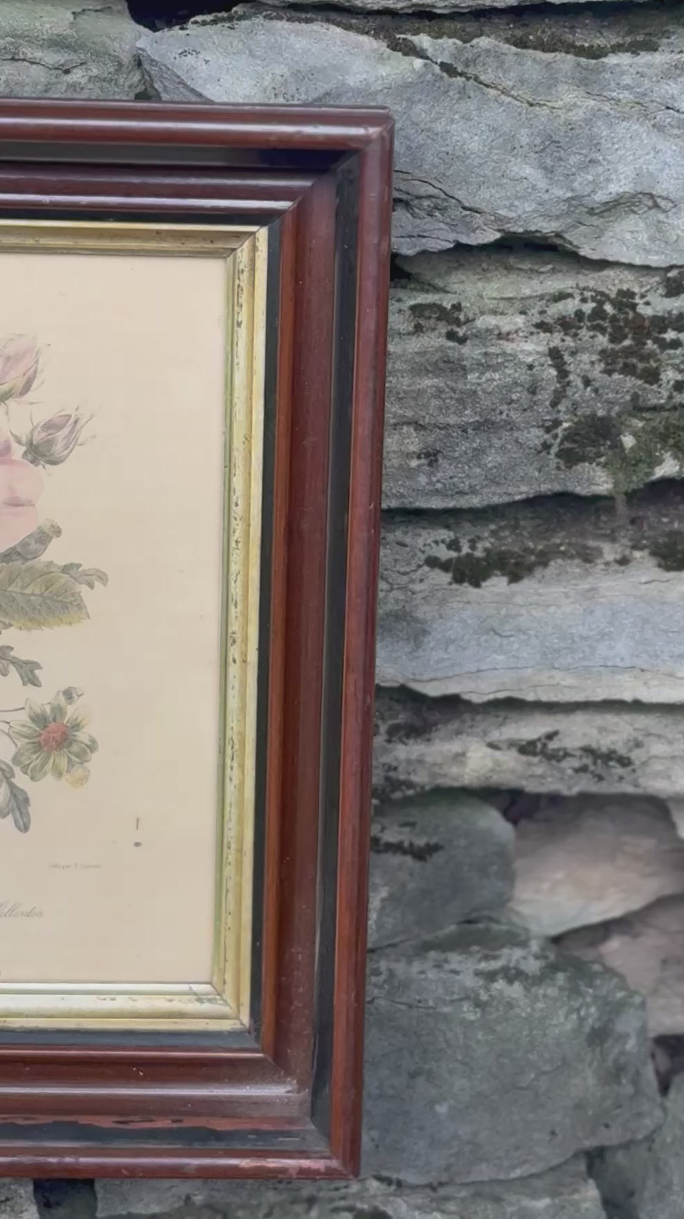 Antique Framed Pierre-Joseph Redouté Botanical Print | Rose Cent Feuilles Simple et Gaillardia | Hand-Colored French Lithograph
