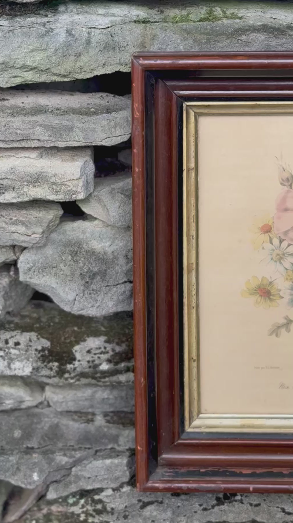 Antique Framed Pierre-Joseph Redouté Botanical Print | Rose Cent Feuilles Simple et Gaillardia | Hand-Colored French Lithograph