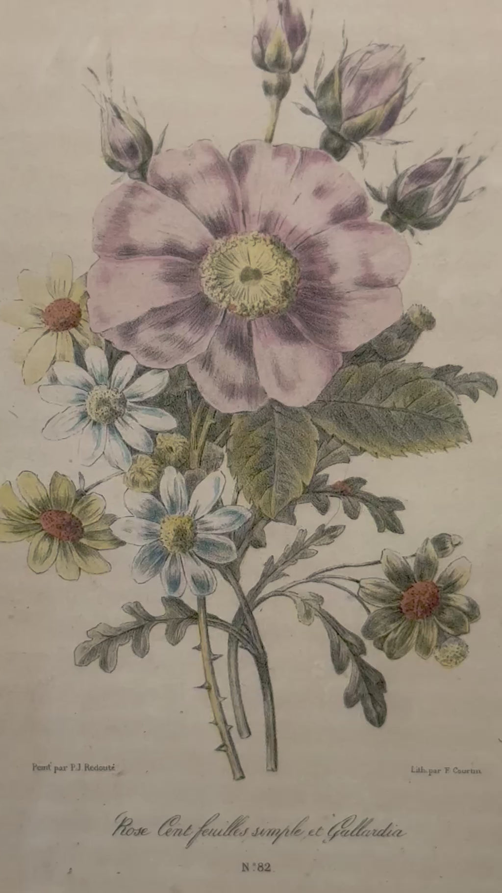 Antique Framed Pierre-Joseph Redouté Botanical Print | Rose Cent Feuilles Simple et Gaillardia | Hand-Colored French Lithograph
