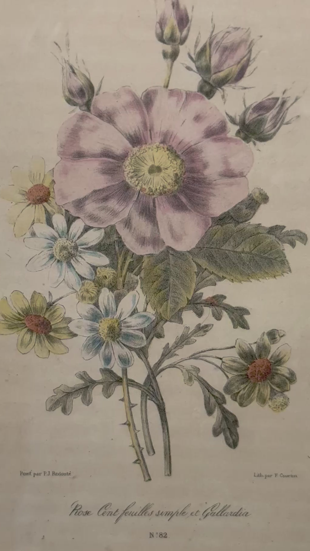Antique Framed Pierre-Joseph Redouté Botanical Print | Rose Cent Feuilles Simple et Gaillardia | Hand-Colored French Lithograph